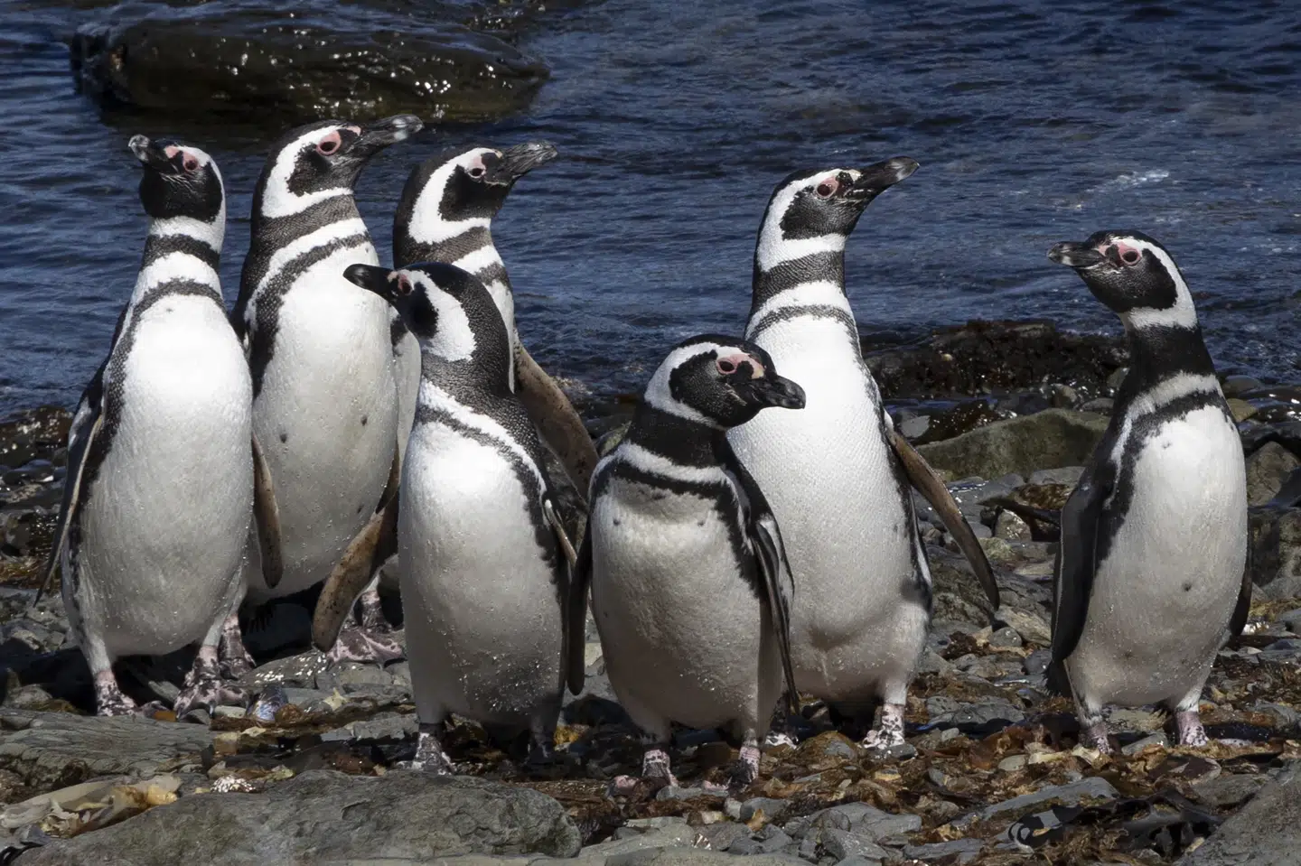 Magellanpingviner søger mod nord, når det er vinter på den sydlige halvkugle. Mange mister dog livet - ofte på grund af mangel på føde. (Arkivfoto). Nicolas Garcia/Ritzau Scanpix