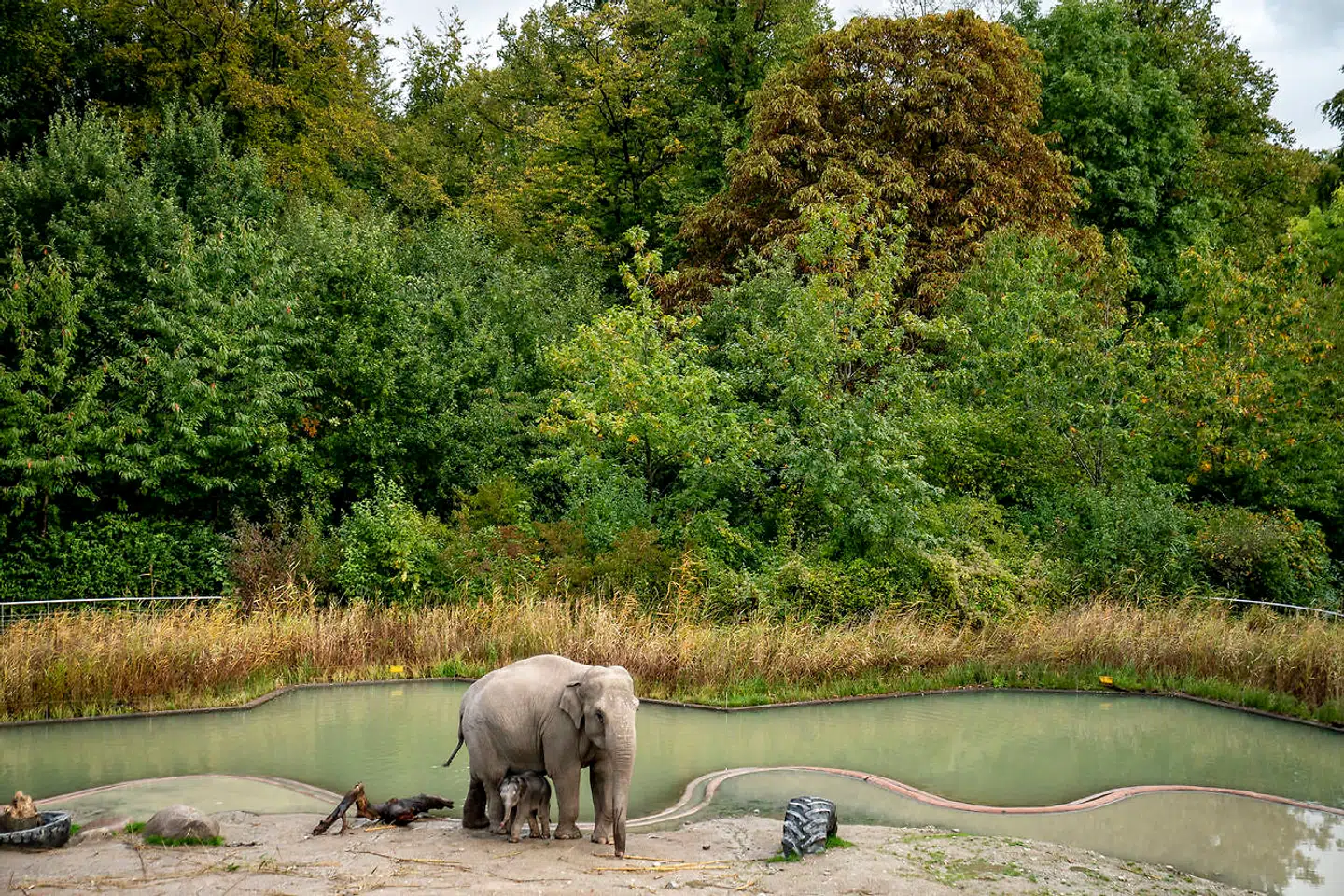 Tirsdag i Politiken sagde Helle Hegelund, der er formand for foreningen Daza, der repræsenterer de største zoologiske haver, at zoologiske haver vil få brug for kompensation, hvis de skal slå dørene op igen.