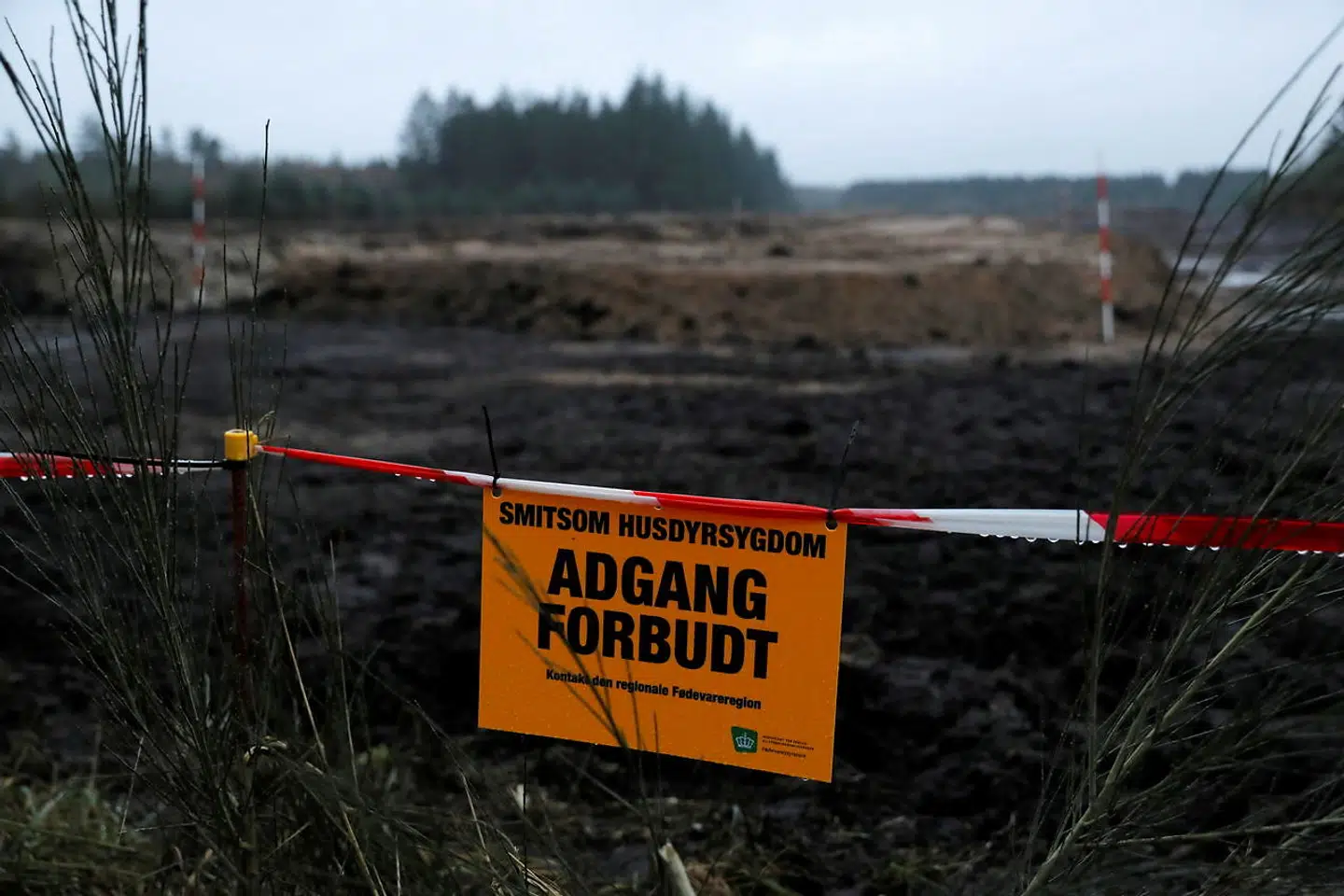 Millioner af døde mink blev fyldt i lange massegrave på militære områder i Karup og Holstebro i november 2020, og nu skal de snart op.