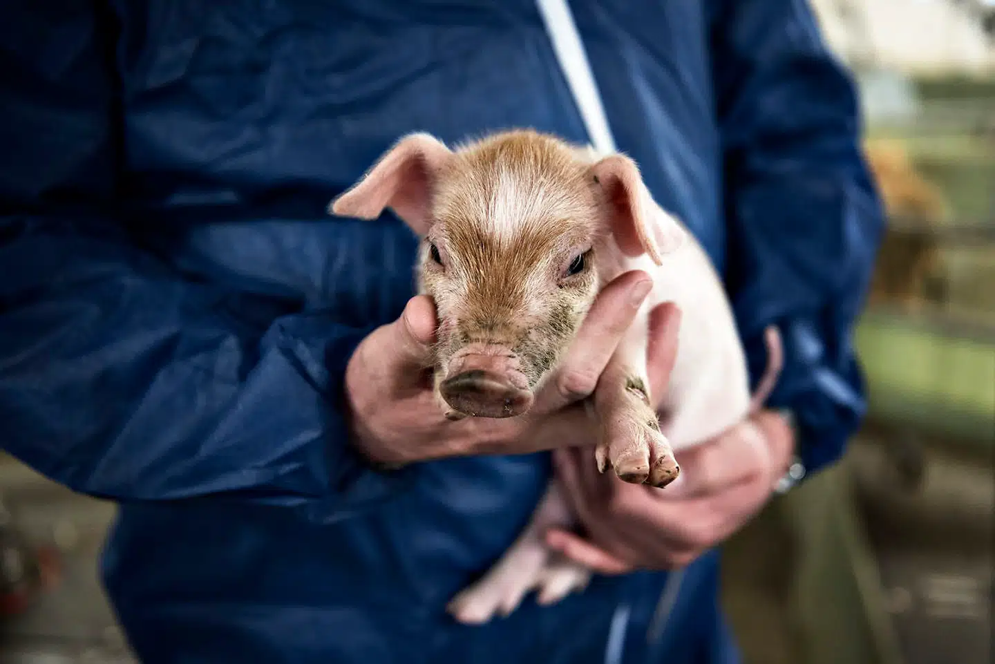 »Det er for længst gået op for de mere klimabevidste forbrugere, at plantebaserede fødevarer er væsentligt mere klimavenlige end animalsk baserede fødevarer. Det er derfor meget usandsynligt, at de vil begynde at se en mindre klimabelastende gris som et reelt alternativ til at skære ned på kødforbruget,« skriver Christian Bugge Henriksen.