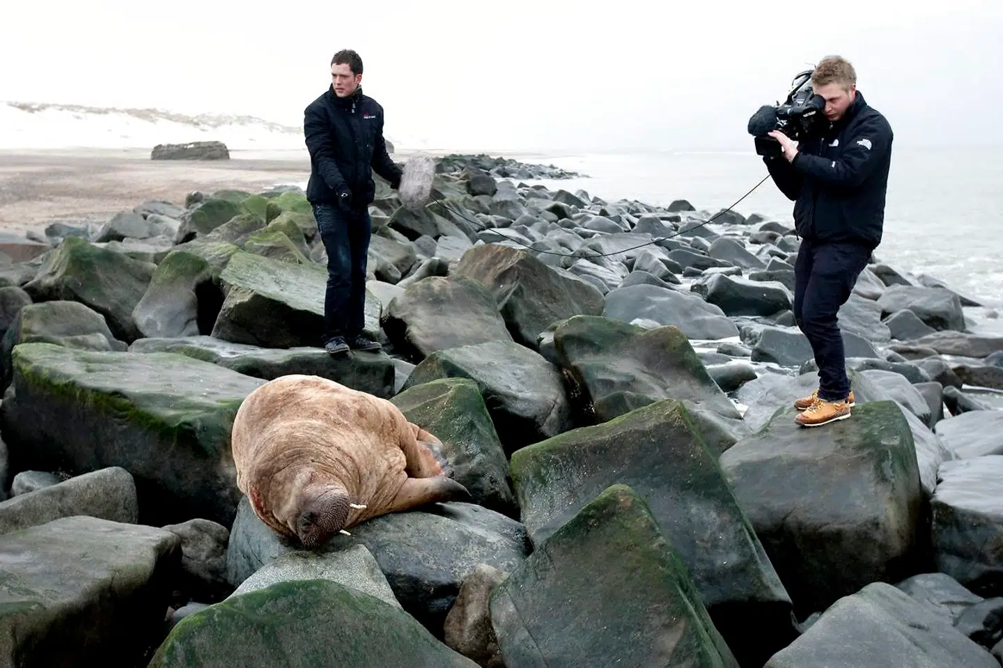 (ARKIV) Hvalrossen der er drevet på land på vestkysten ved Nissum Fjord fredag d. 5 februar 2010 ser noget medtaget ud. (Foto: Morten Stricker/Scanpix 2021)
