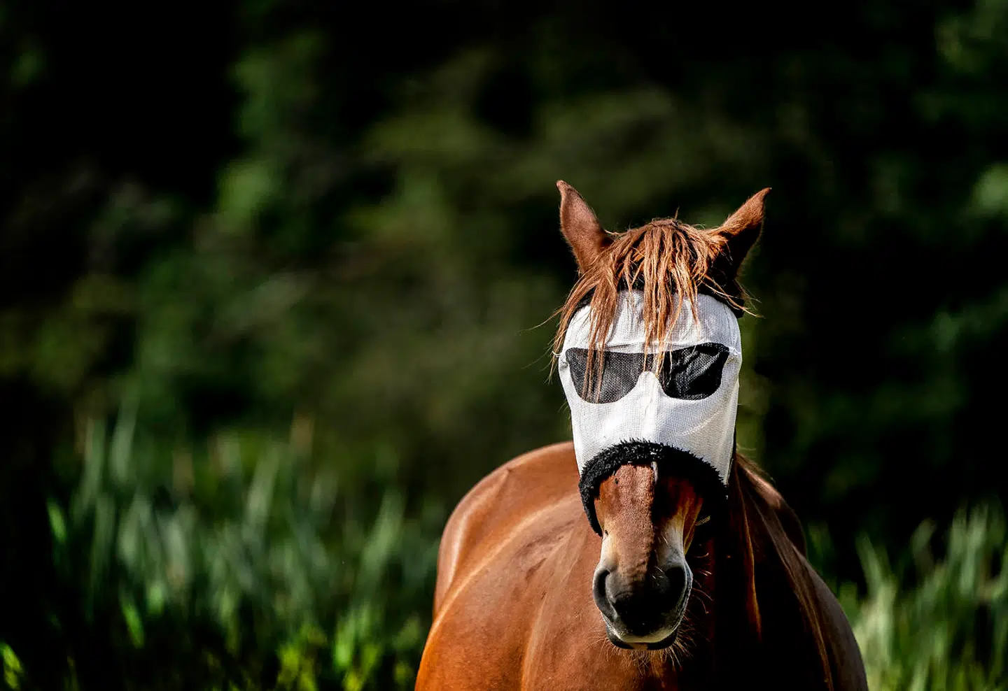 Arkivfoto. »Den gik selv og gik med op i stalden, hvor den fik noget at spise. Bagefter skulle de ud at gå med den, så den kunne få noget varme i muskulaturen,« siger Kim Riis, der er brandvæsnets indatsleder.