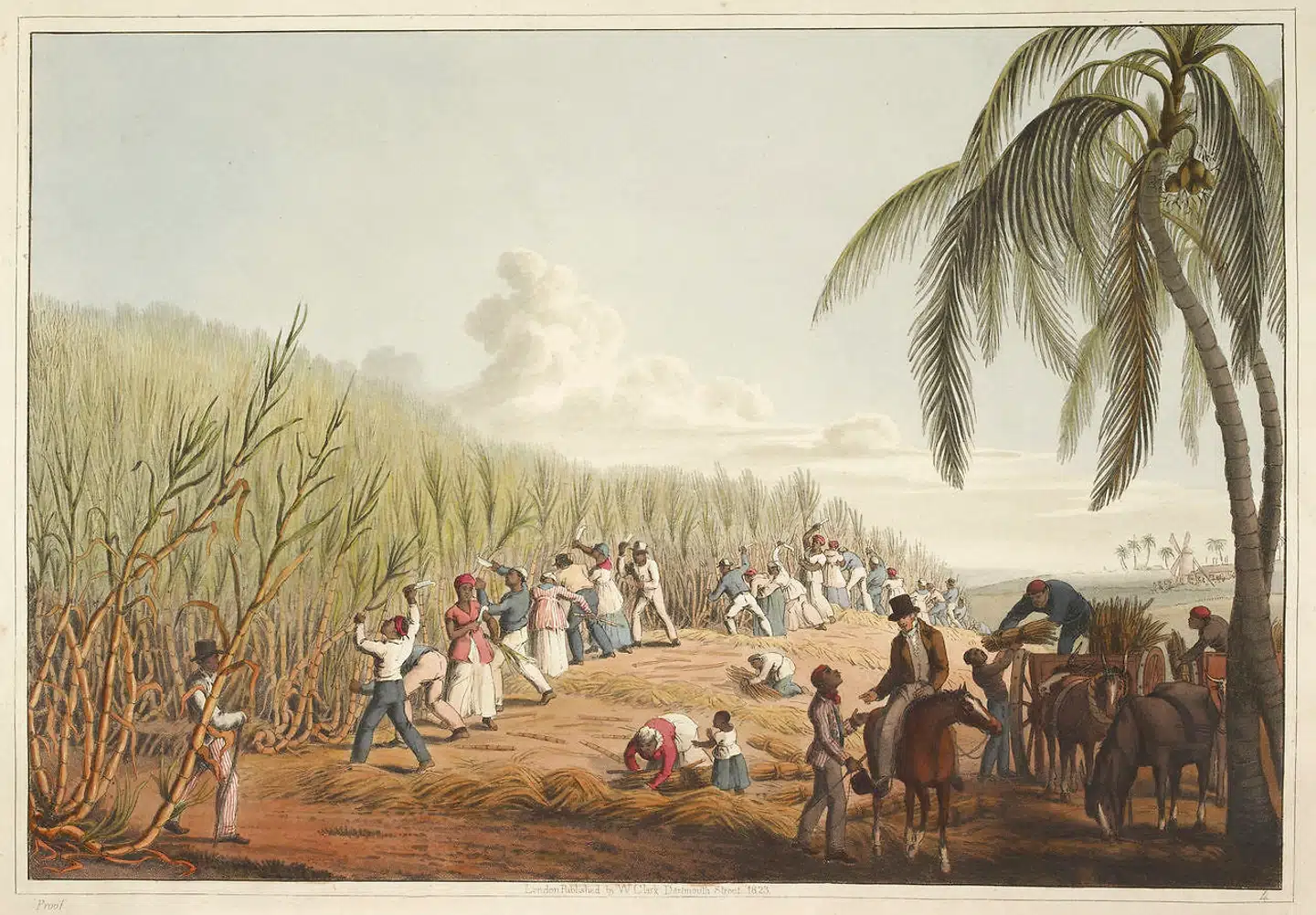 Den nye danmarkshistorie har også afsnit med om den danske slavehandel og skriver, at slavehandlen ikke gav overskud og det var en af årsagerne til, at den blev afskaffet. »Cutting the Sugar-canes« fra 1833 af William Clark. Scenen foregår på Antigua og ikke på de dansk-vestindiske øer. Scanpix.