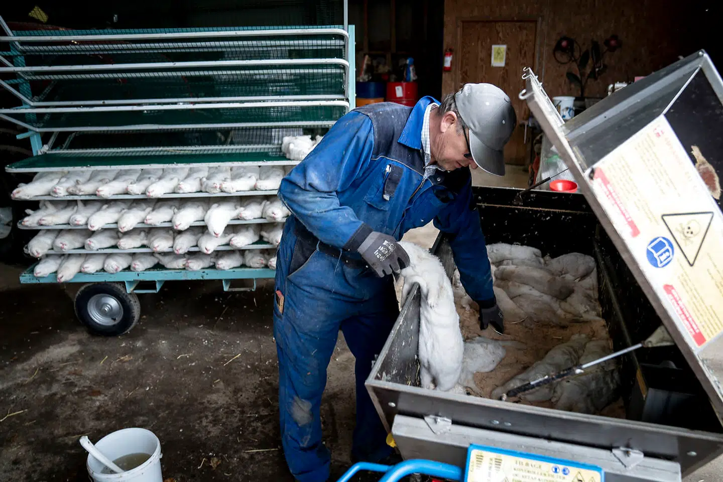 Arkivfoto. I »disse timer« bliver de første honorarer udbetalt til danske minkavlere, siger fødevareminister Rasmus Prehn (S) i Folketingssalen onsdag.