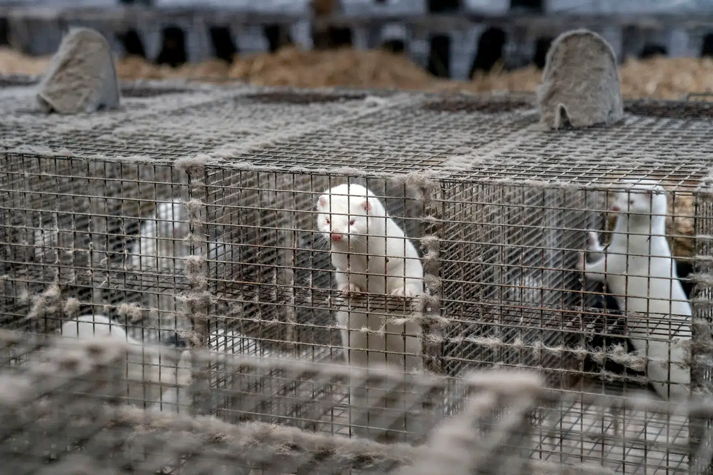 Professor vurderer, at minkmutationen af coronavirus er tæt på uddød.