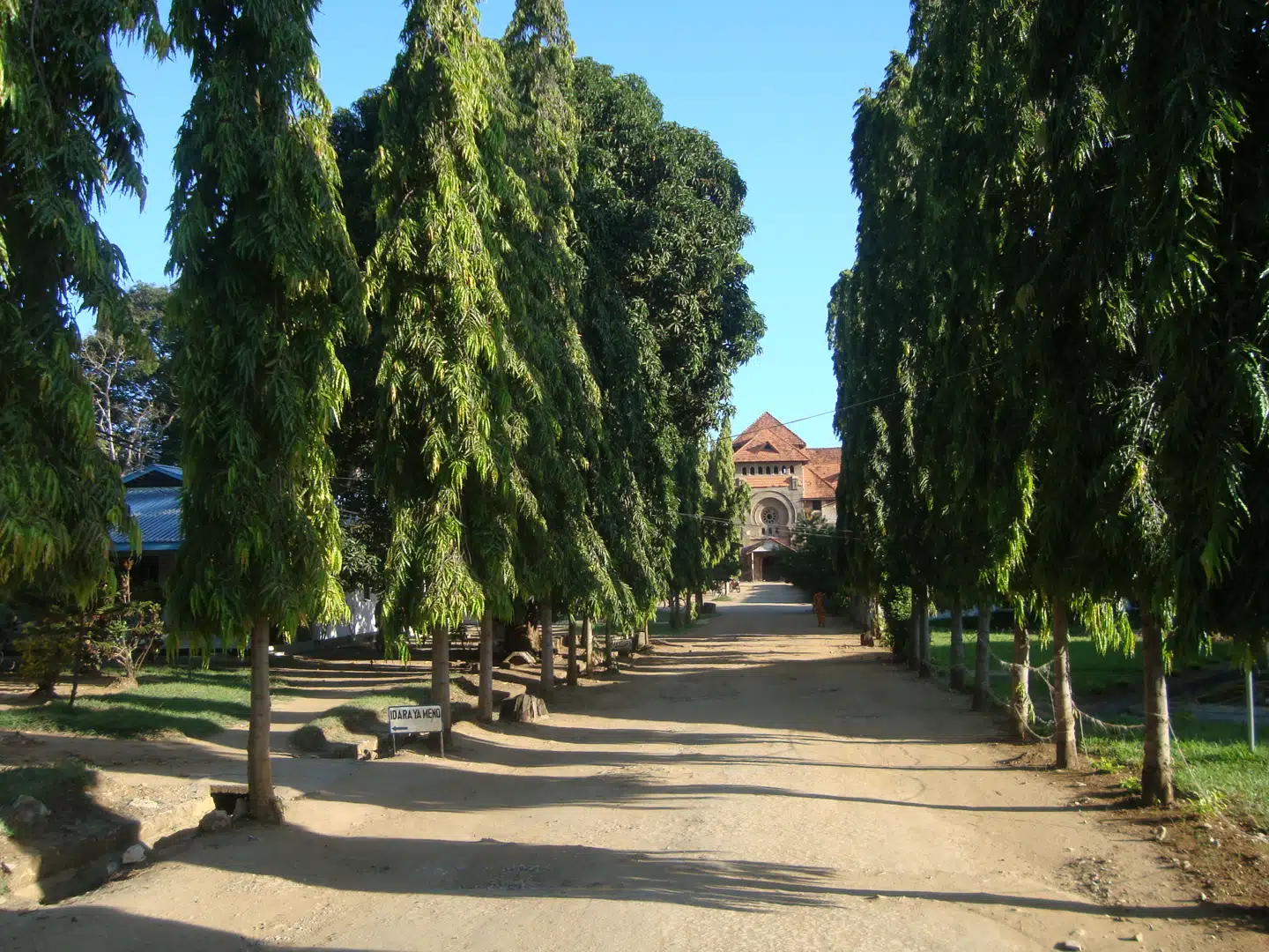 Alleen op til det det gamle Bombo Hospital i Tanga i det nordøstlige Tanzania. Oppe under det 119 år gamle hospitalsloft blev Dan Meyrowitch mødt af en stor flok flagermus, der baskede forbi ham, og få dage senere blev han alvorligt syg med høj feber.