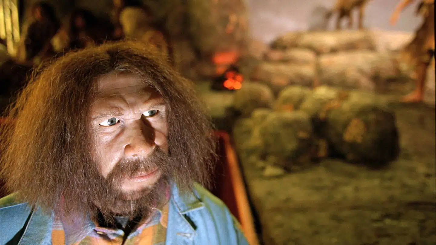 Studier af neandertalerknogler tyder på, at fortidsmennesket har været i stand til at gå i en form for vinterhi, hævder to forskere. Billede af neandertaler fra Nationalmuseets udstilling »Fra abe til menneske«.