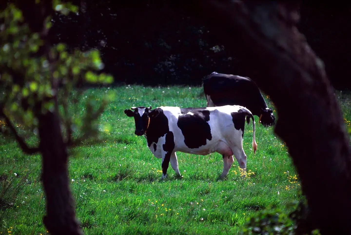 »Hvis Arla virkelig vil klimaomstillingen og Danmark det bedste, så må de tage konsekvensen af, at mælkeproduktion sviner og omlægge store dele af deres forretning til fremtidens plantebaserede fødevarer,« skriver Kristian Sloth.