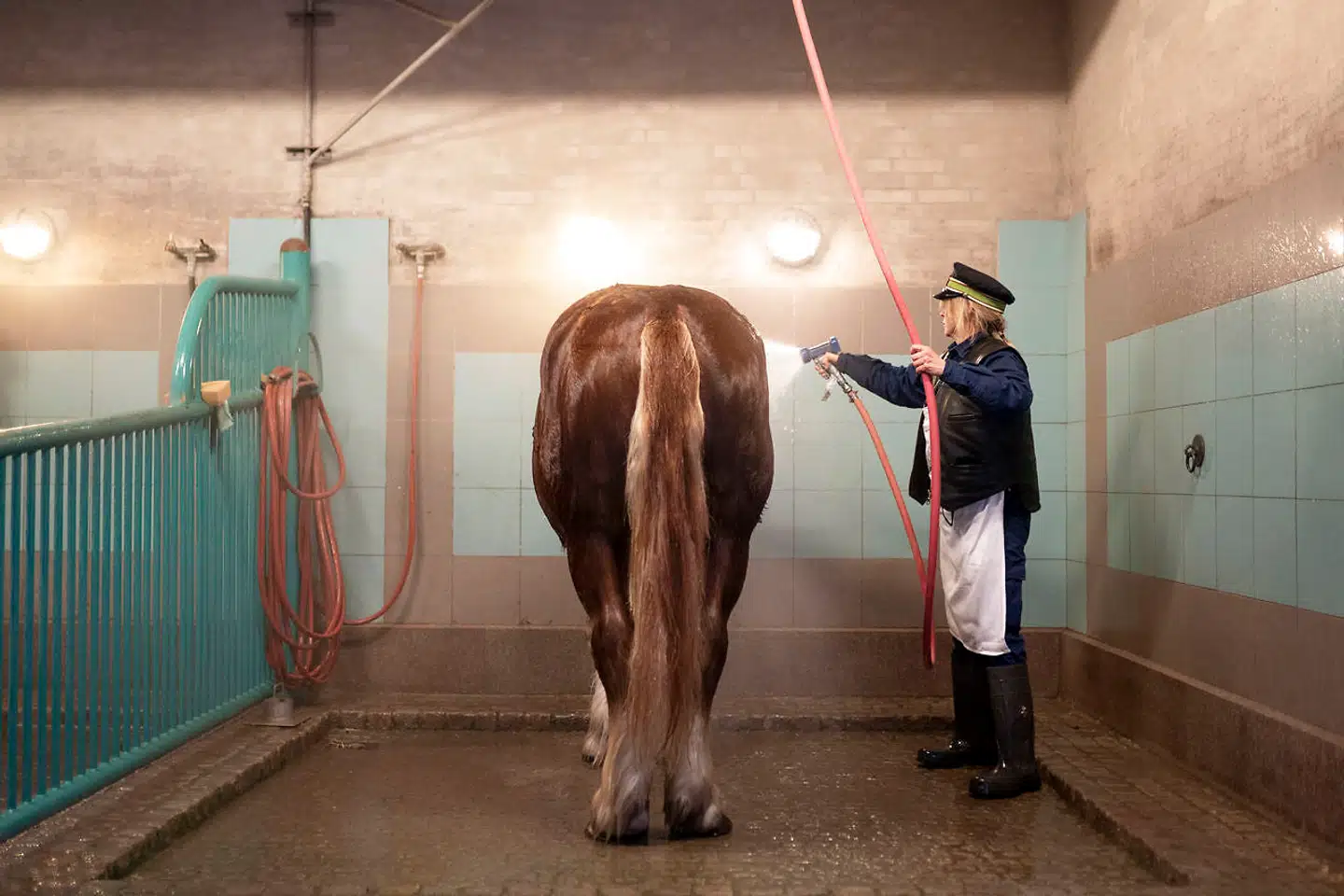 Carlsberg har særdeles stolte traditioner for hestehold. Den første stald blev bygget allerede i 1847 samtidig med bryggeriet. I 1980 havde Carlsberg 20 heste, og deres primære rolle var at køre landet rundt og reklamere for Carlsberg til byfester, havefester, dyrskuer og lignende.