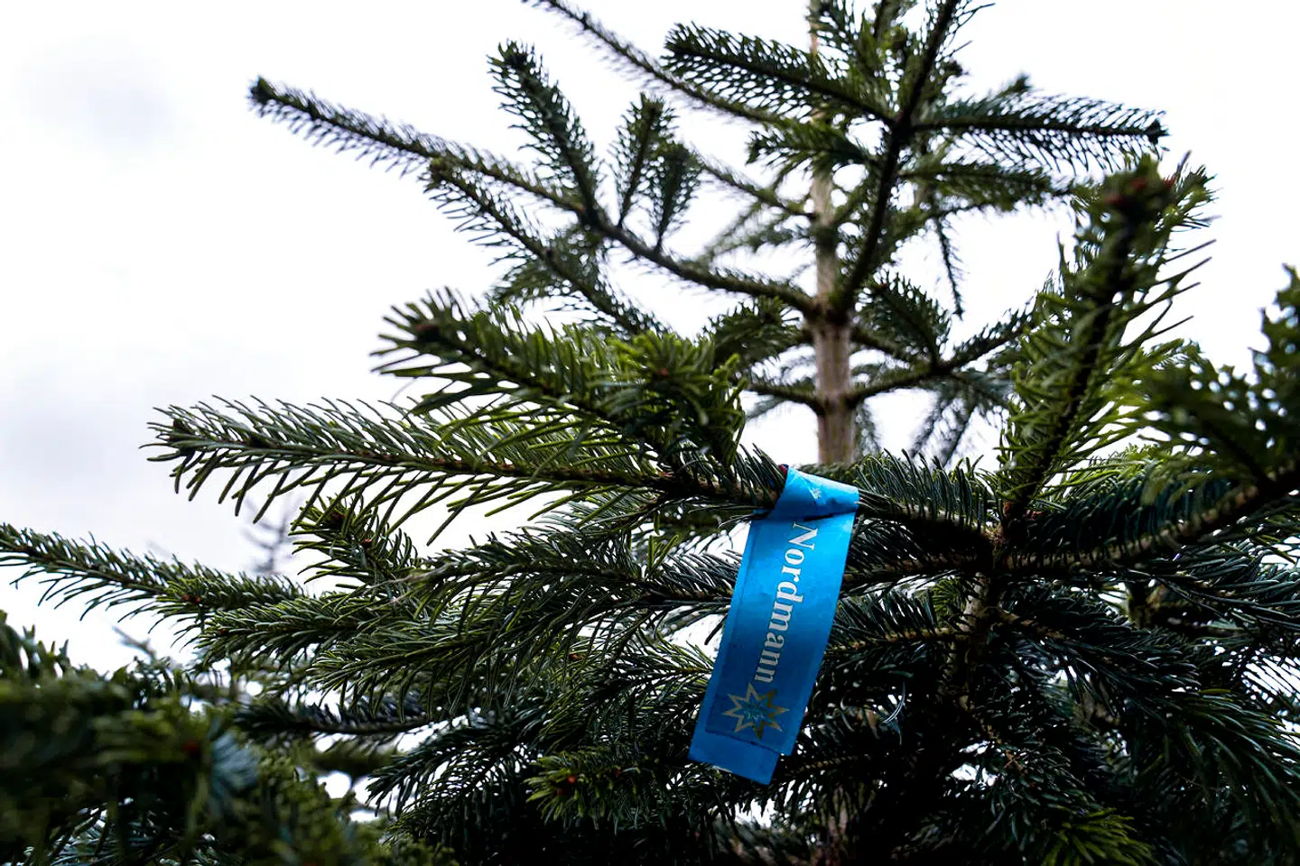 De gode råd handler ikke så meget om, hvorvidt de enkelte medlemmer i familien eksempelvis skal lade sig teste eller ikke teste, men meget mere om betydningen af, at vi bliver enige, før vi mødes, så vi undgår konflikter og misforståelser, når vi er sammen.