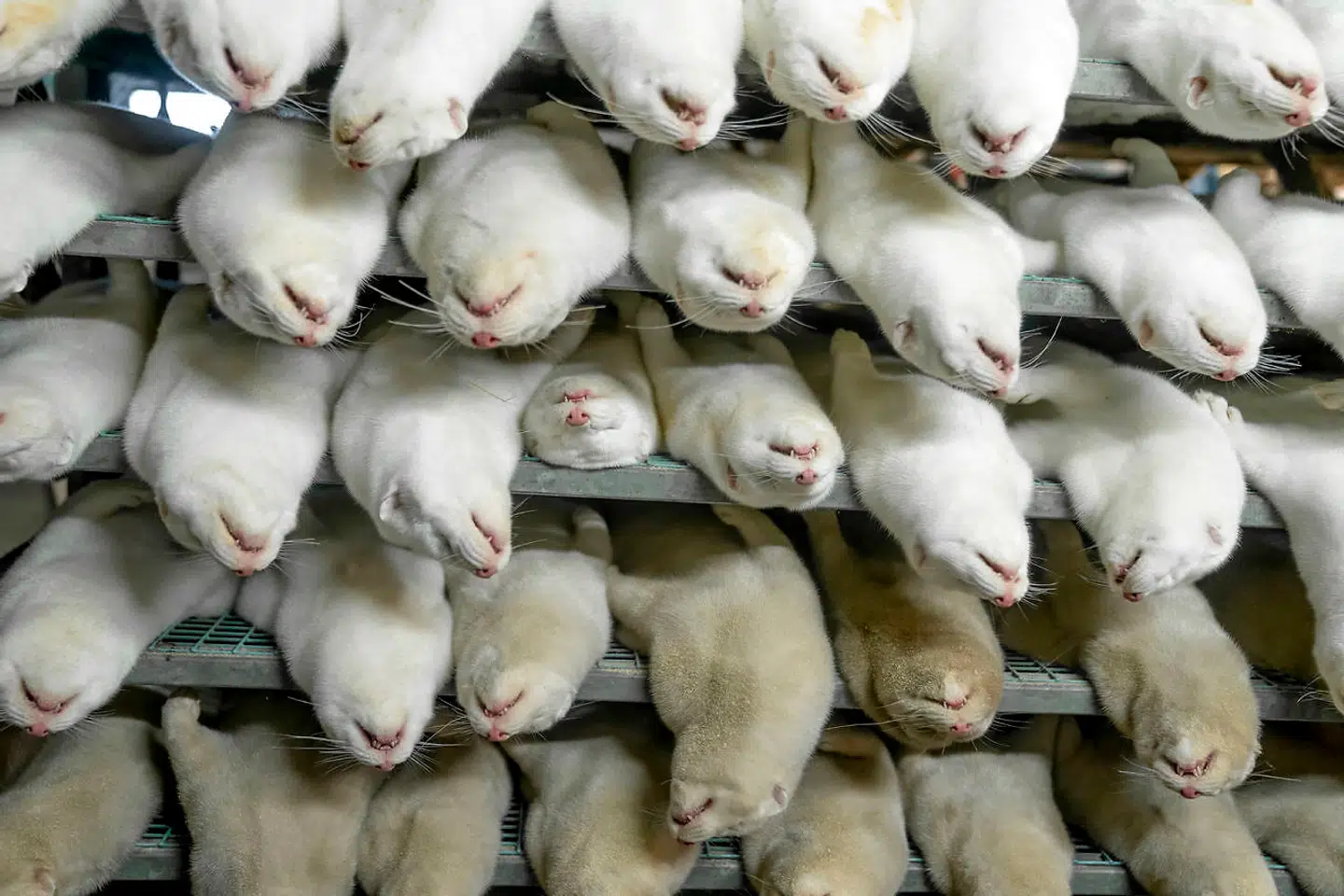 Mens cirka 15 millioner mink indtil videre er blevet aflivet, er minkvariationer af coronasmitte blevet mere og mere udbredt i samfundet, skriver SSI.