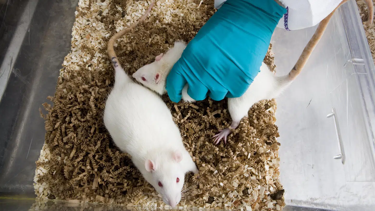 Forsøgsdyr hos Novo Nordisk gav i 1990erne et lovende gennembrud i kampen mod fedme.