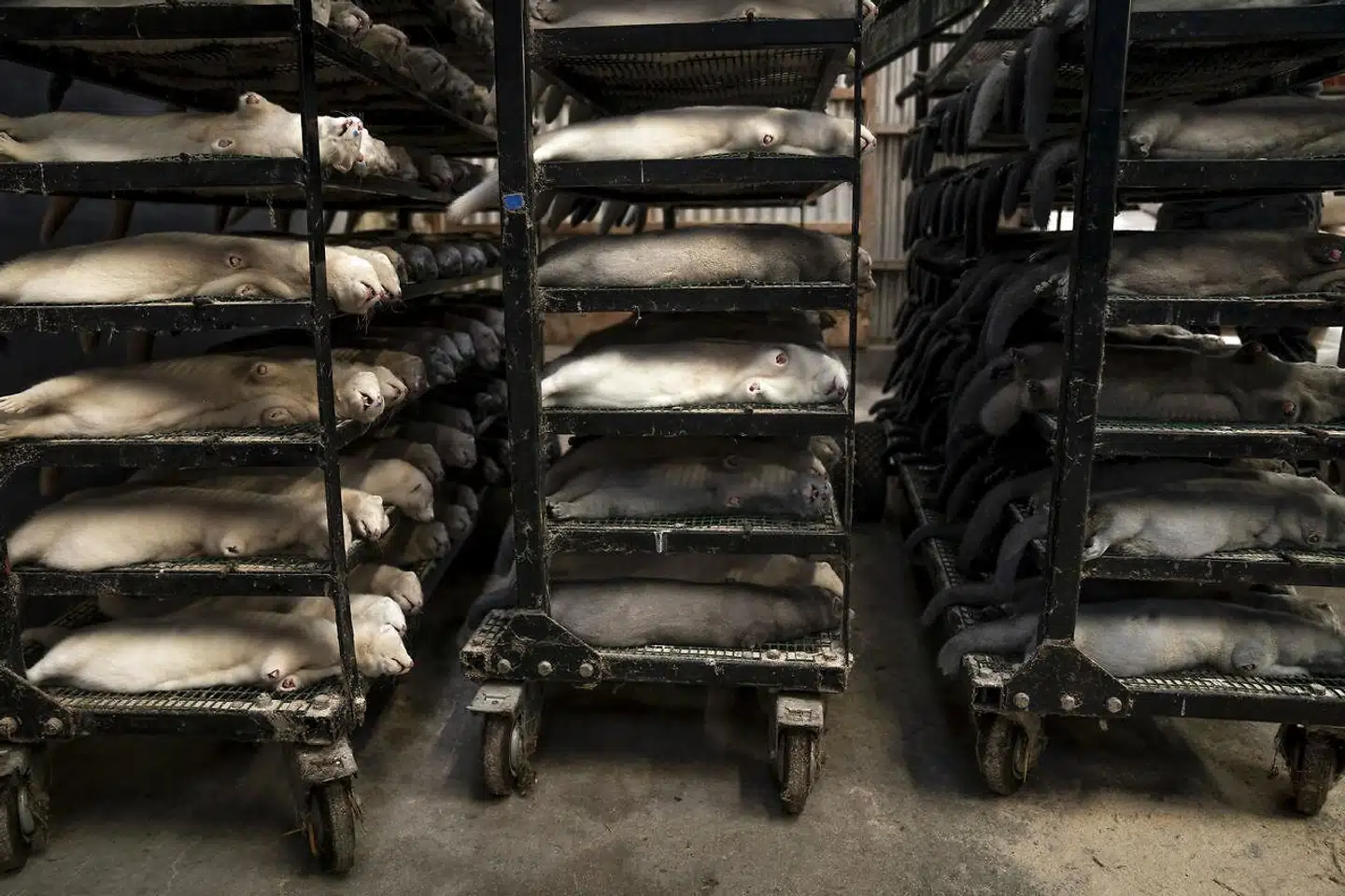 »Efter vores opfattelse står Danmark med en rigtig dårlig sag, der kun bliver ringere, hvis der ikke bliver draget omsorg for at få rettet op på krænkelserne af minkavlernes rettigheder, herunder ved at betale erstatning for de tab, de har lidt,« skriver Jonas Christoffersen og Mikael Rask Madsen.