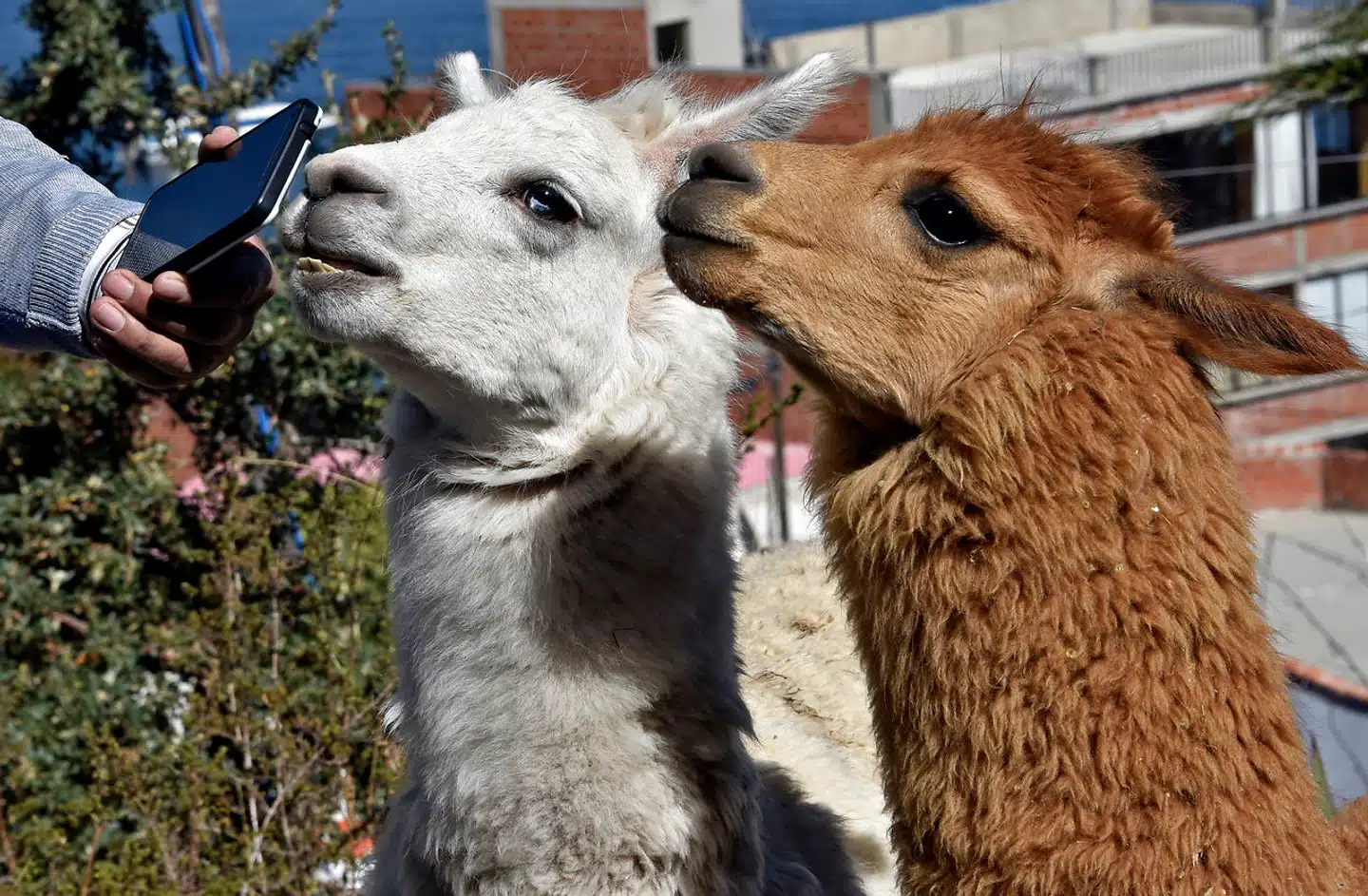 Forskere fra en særlig enhed i det amerikanske militær er i færd med at undersøge om et særligt antistof, som findes naturligt i lamaer, kan bruges som behandling mod coronavirus.