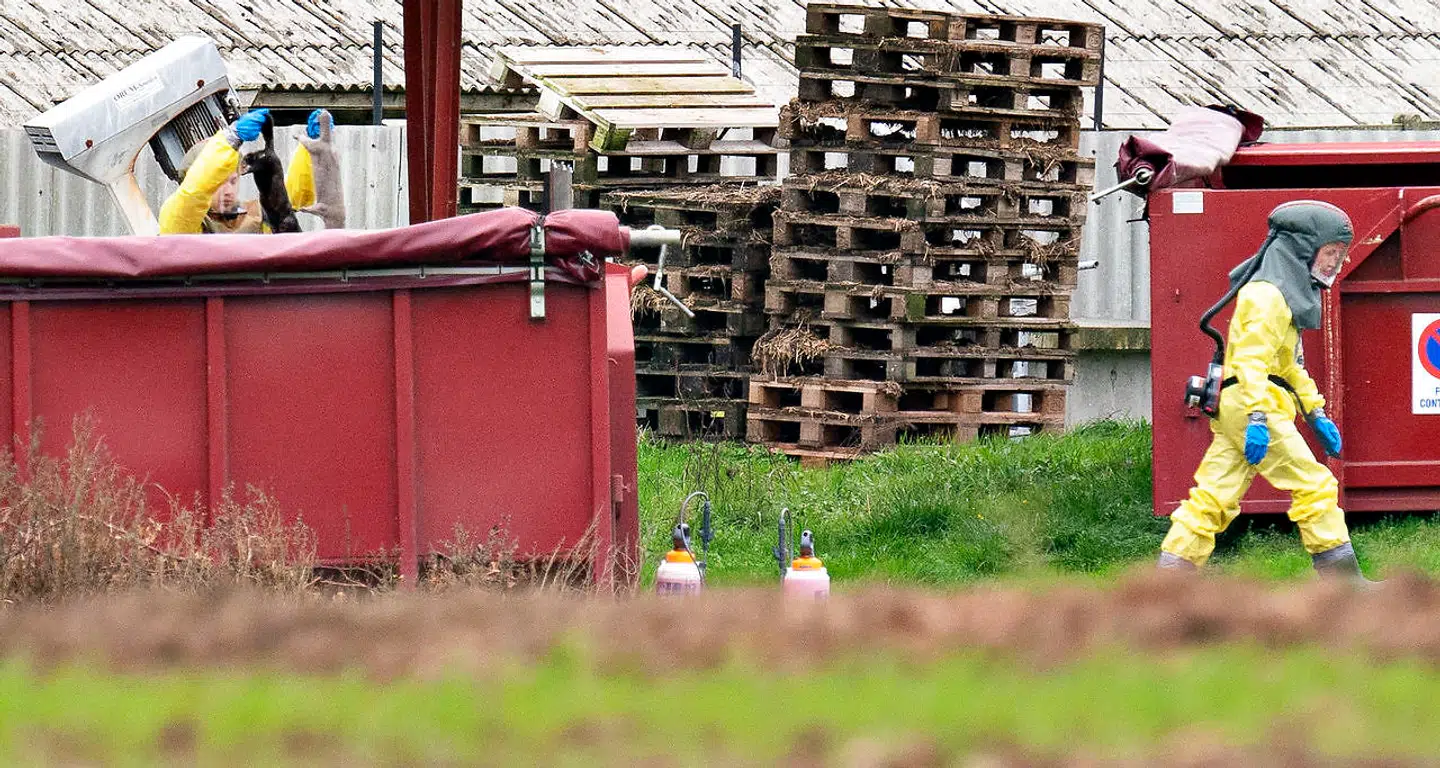 Medarbejdere fra Fødevarestyrelsen og Beredskabsstyrelsen er her i færd med at aflive mink på coronaramte minkfarme i Gjøl-området.