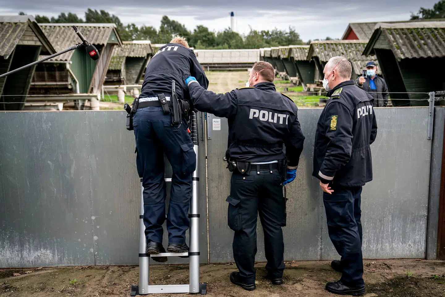 Rigspolitiet var fuldt bevidst om, at der ikke var lovhjemmel til at slå alle danske mink ned. Alligevel ringede politiet til ejere af minkfarme og lagde hårdt pres på dem.
