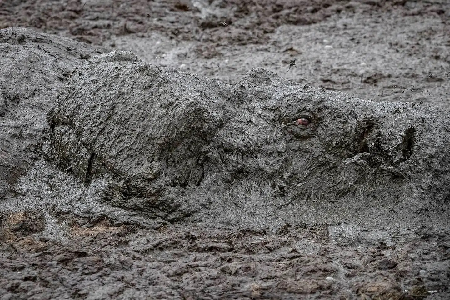 Flodhest dækket i mudder i Mara-floden i Kenya.