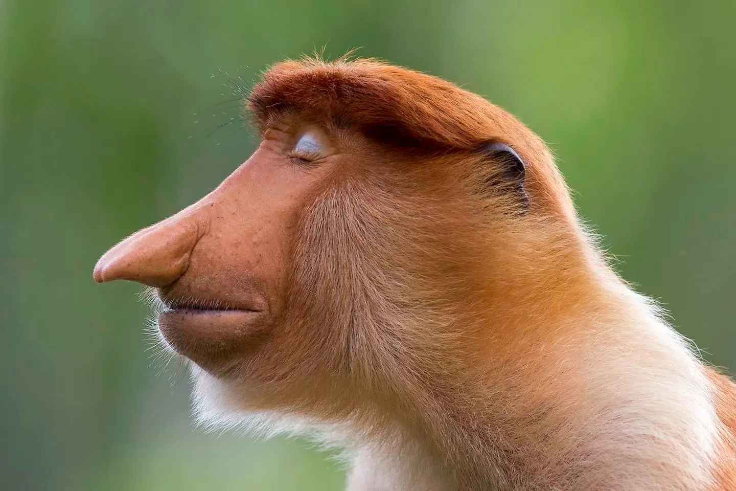 Danske Mogens Trolle har fotograferet en næseabe i Sabah på Borneo.
