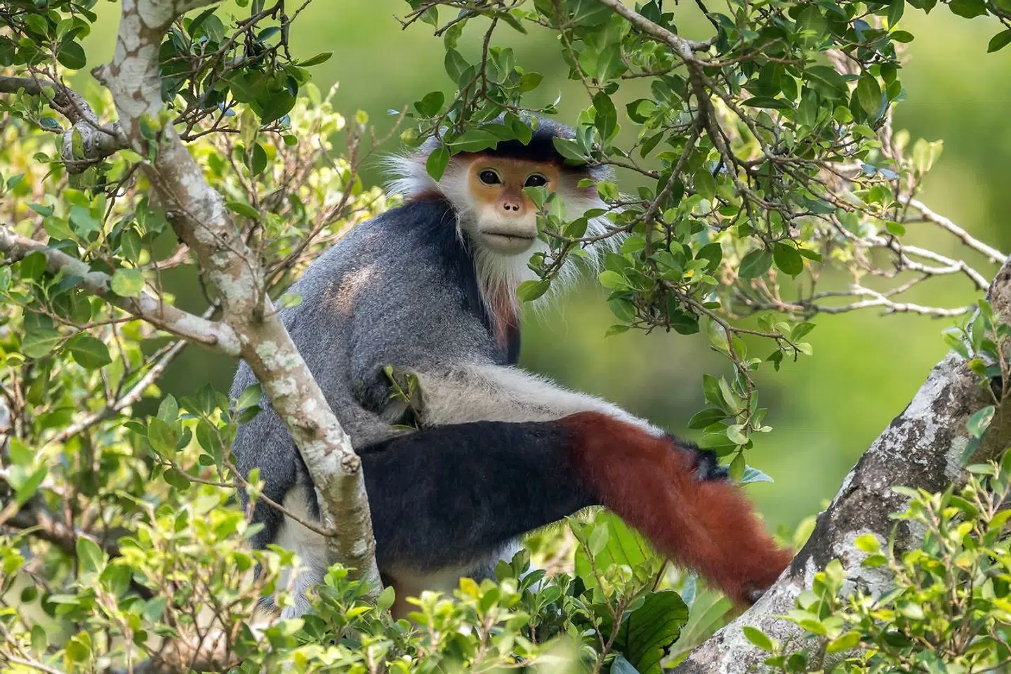 En slankabe fotograferet i Vietnam.