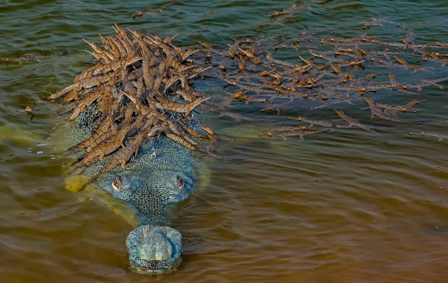 Gavial dækket af unger.