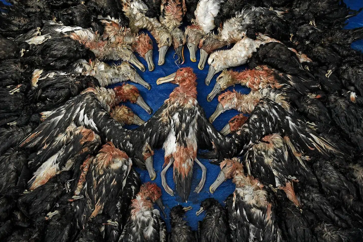 Døde albatrosser og skråper. Fuglene dør ofte af linefiskeri i Japan, når der fiskes efter tun. Fuglene forøger at flå maddingen af krogen i vandet, og bliver efterfølgende viklet ind i linerne og drukner.