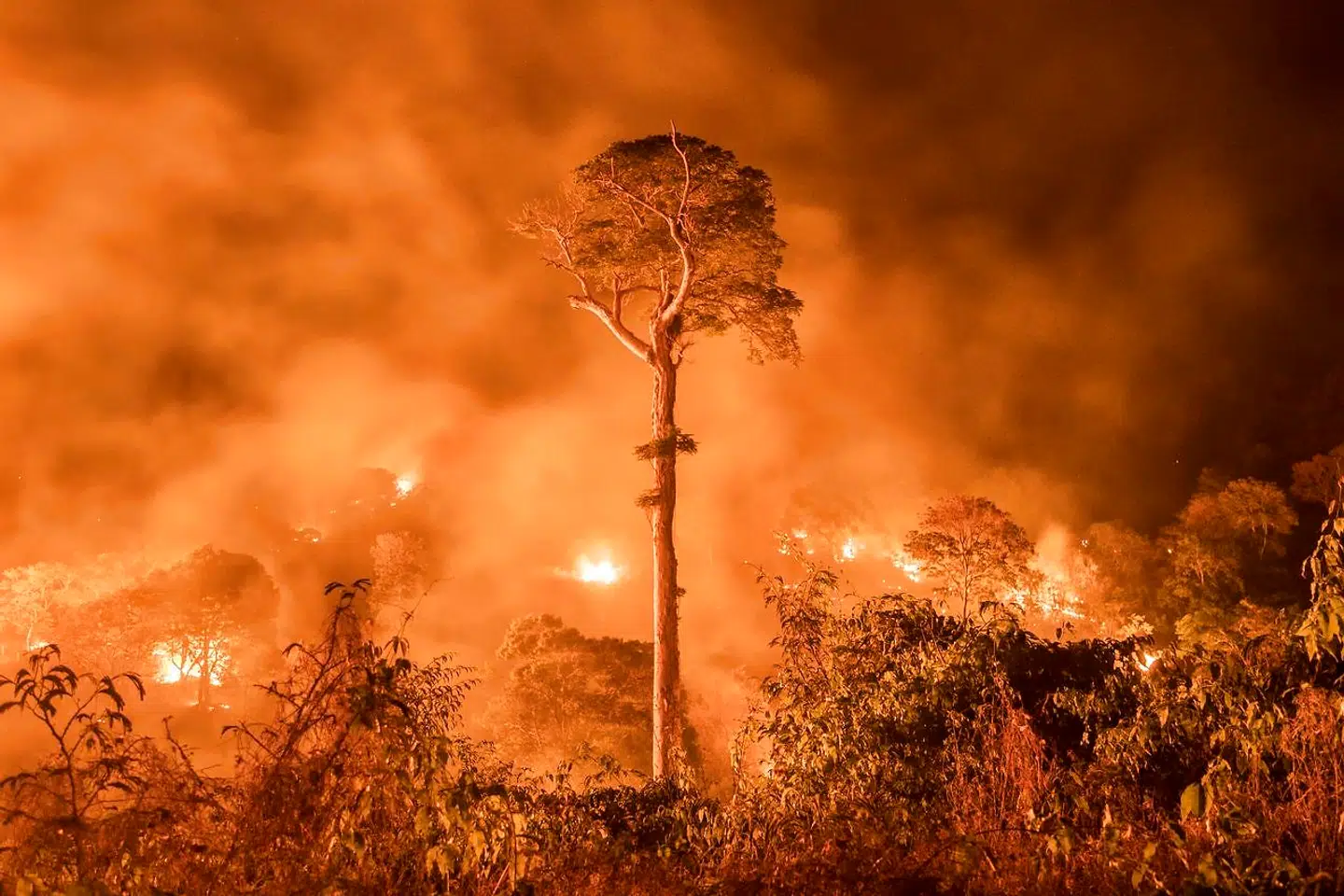 Skovbrand i regnskoven i Amazonas.