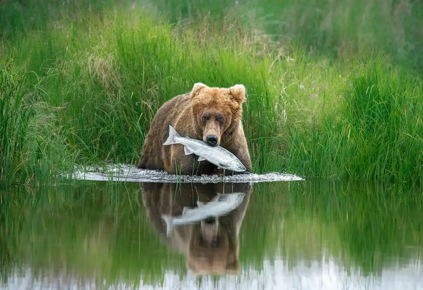 Sulten bjørn i Katmai Nationalpark i Alaska.
