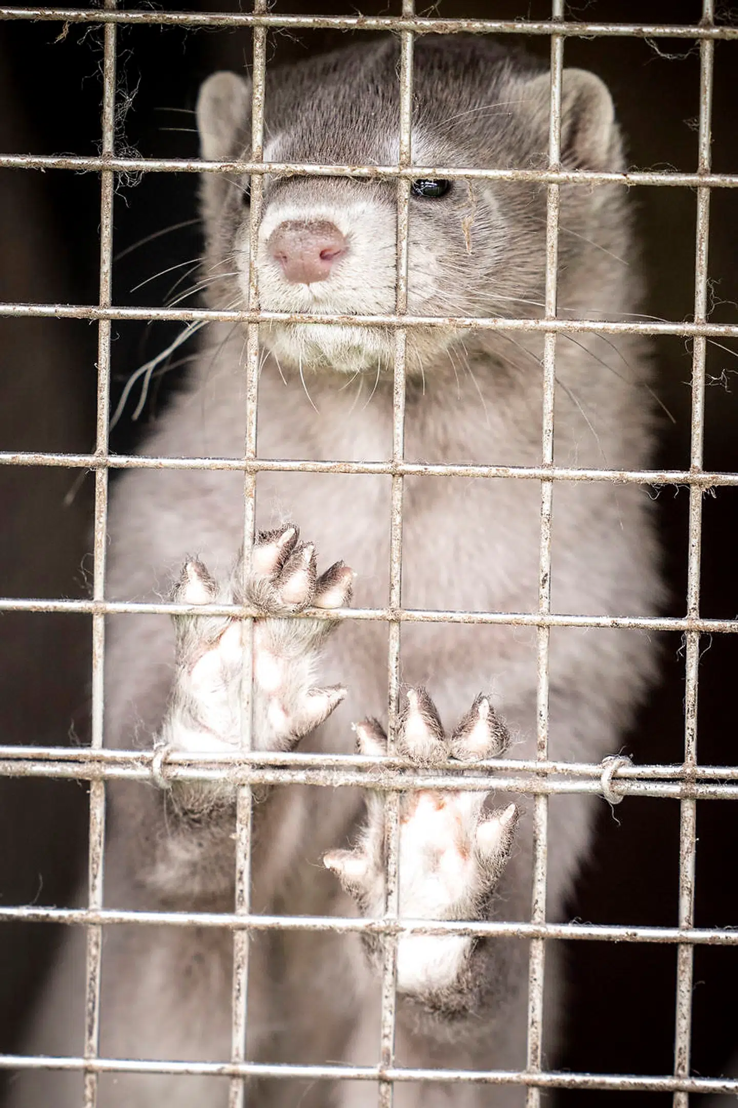 Beredskabsstyrelsen og Hjemmeværnet sættes ind for at aflive alle mink, siger statsministeren.