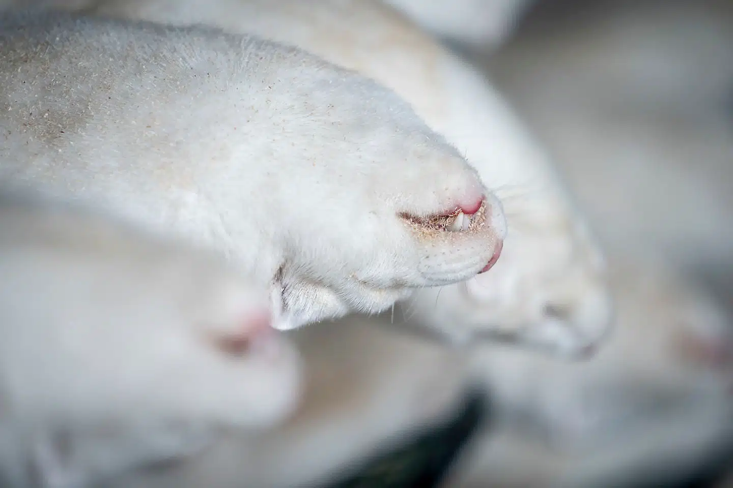 »Venstrefløjen virker relativt upåvirket af, at ordren stod og fortsat blev eksekveret af myndighederne, efter at den manglende lovhjemmel var kendt. Altså at staten brugte sin myndighed og magt til at eksekvere en ordre, den vidste var ulovlig,« skriver Anne Sofie Allarp.
