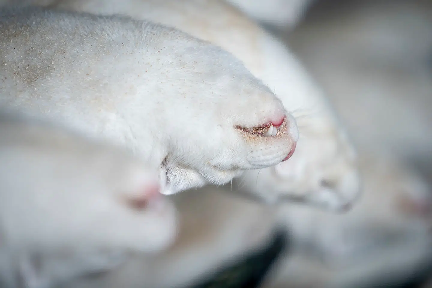 »Venstrefløjen virker relativt upåvirket af, at ordren stod og fortsat blev eksekveret af myndighederne, efter at den manglende lovhjemmel var kendt. Altså at staten brugte sin myndighed og magt til at eksekvere en ordre, den vidste var ulovlig,« skriver Anne Sofie Allarp.