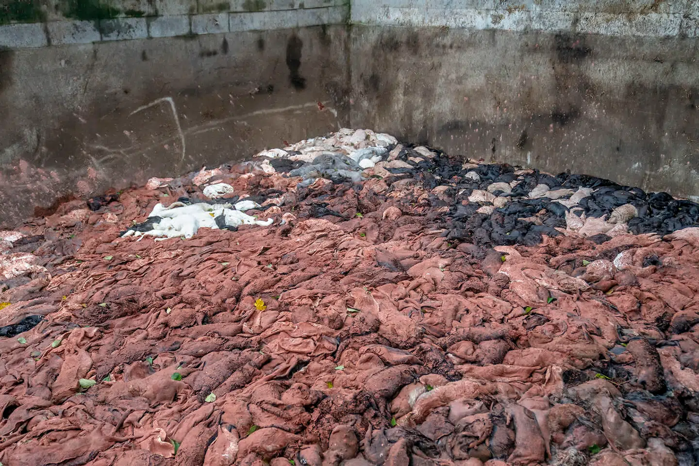 ARKIVFOTO. Borgmester i Holstebro H. C. Østerby (S) ser helst, at minkene graves op og fjernes helt.