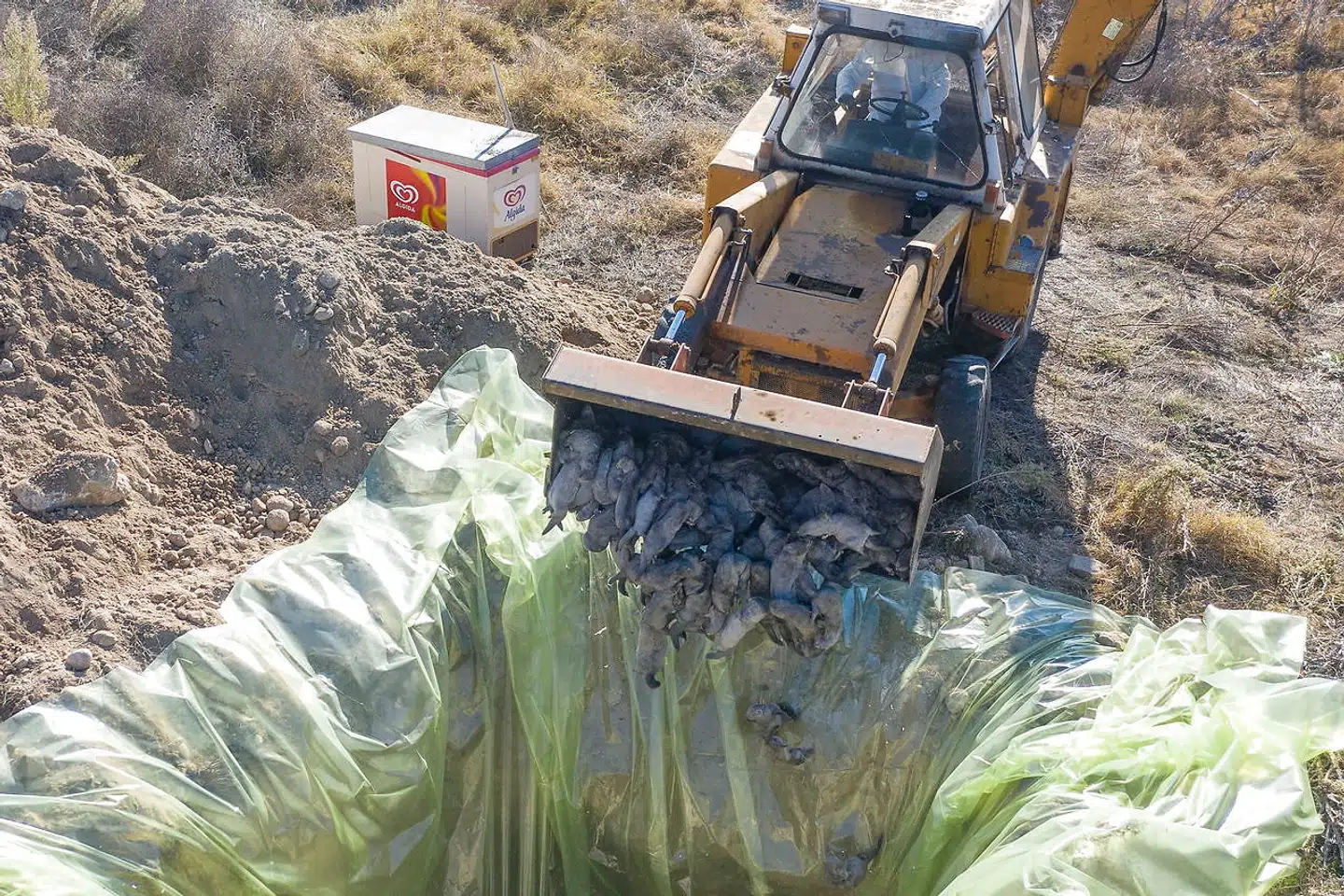 Også i Grækenland er mink på flere avlsgårde slået ned efter smitte. Men Danmark står næsten alene med sin nedlukning af hele produktionen, og det åbner muligheder for andre.