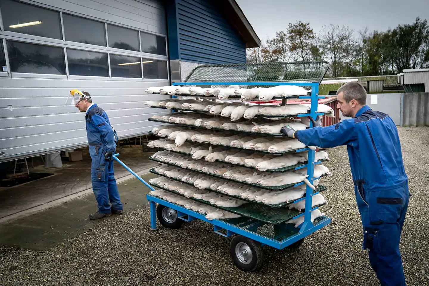 (ARKIV) Mink aflives på minkfarm ved Næstved, fredag den 6. november 2020. Henrik Nordgaard Hansen og Ann-Mona Kulsø Larsen afliver deres mink, som består af 3000 moderdyr og deres tilhørende unger på deres gård nær Næstved fredag d. 6. november 2020. Sagen om muteret virus, der kunne skabe fare for coronavacciner, bliver mere og mere mudret. Mink bliver gasset i hobetal, men eksperter tvivler nu på risikoen. Det skriver Ritzau, fredag den 13. november 2020.. (Foto: Mads Claus Rasmussen/Ritzau Scanpix)
