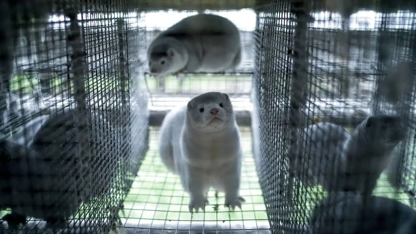 Først beordrede regeringen alle mink – også raske besætninger på behørig afstand af covid-19 – aflivet, men efter at det er kommet frem, at der ikke er hjemmel i loven til sådan en ordre, er det i stedet blevet til en opfordring til minkavlerne. Et politisk flertal er imidlertid enigt om, at alle mink skal aflives af hensyn til folkesundheden, og at minkavlerne er stillet en kompensation i udsigt, hvilket partierne på Christiansborg i øjeblikket forhandler om.