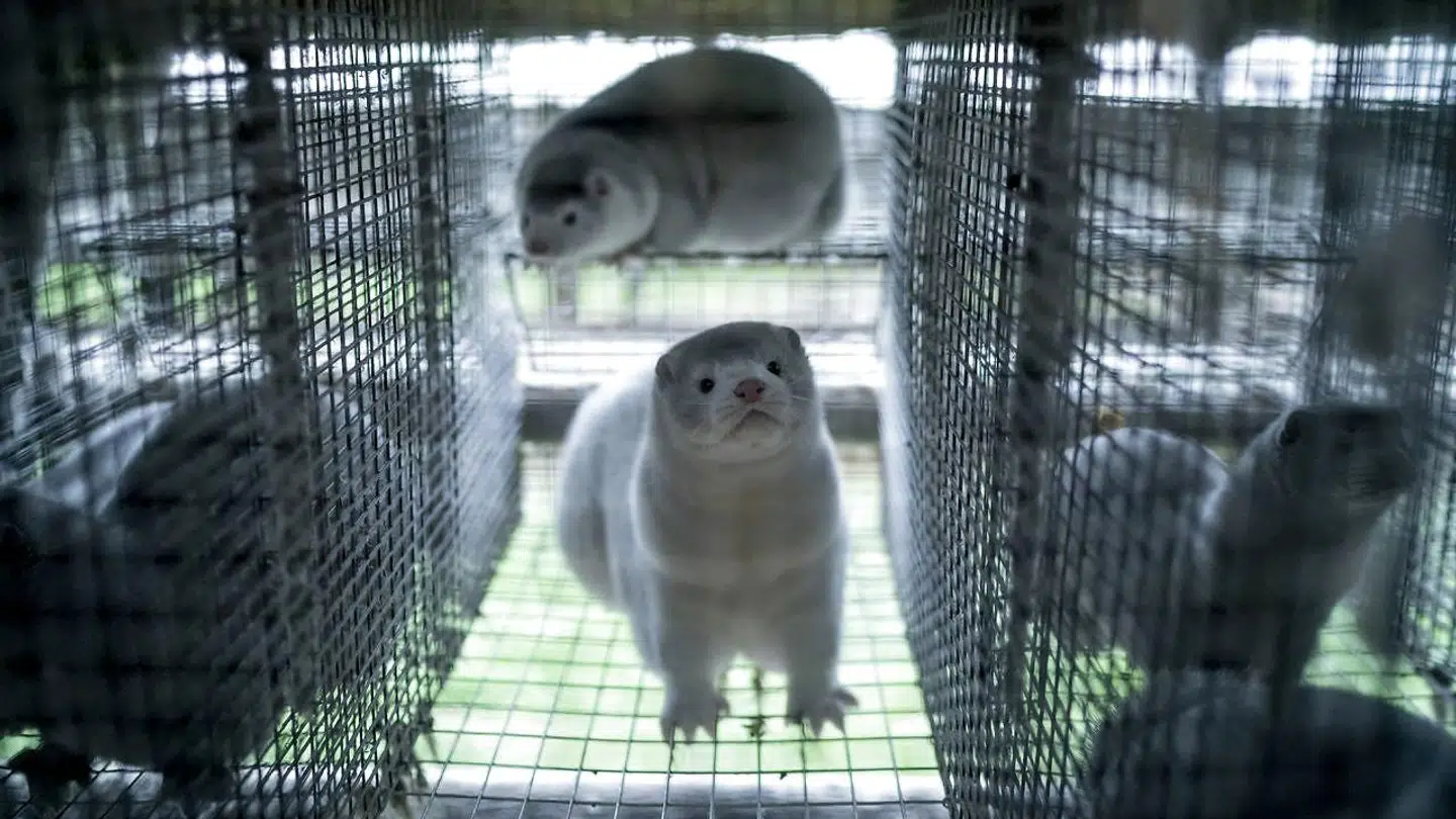 Først beordrede regeringen alle mink – også raske besætninger på behørig afstand af covid-19 – aflivet, men efter at det er kommet frem, at der ikke er hjemmel i loven til sådan en ordre, er det i stedet blevet til en opfordring til minkavlerne. Et politisk flertal er imidlertid enigt om, at alle mink skal aflives af hensyn til folkesundheden, og at minkavlerne er stillet en kompensation i udsigt, hvilket partierne på Christiansborg i øjeblikket forhandler om.