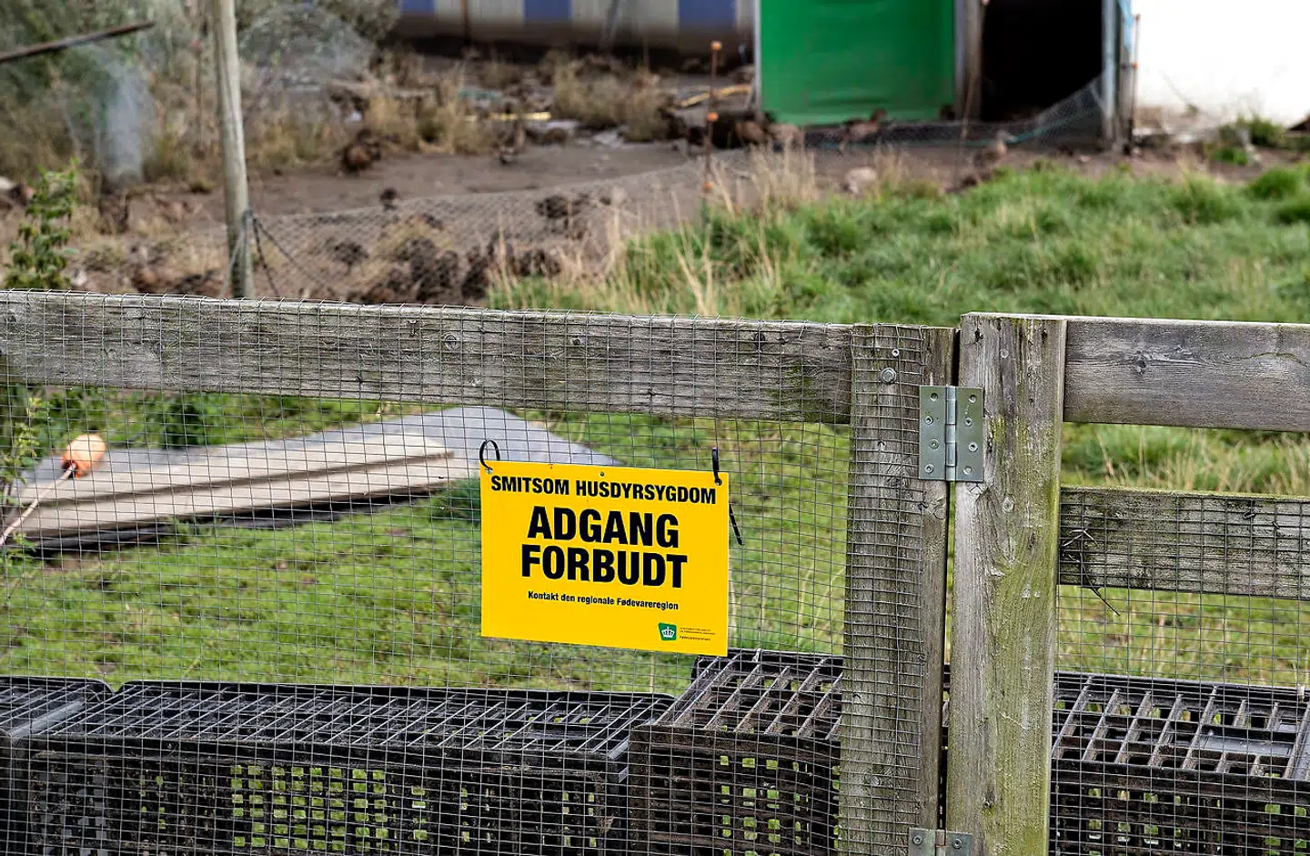 ARKIVFOTO. Fødevarestyrelsen strammer regler for dem, der holder høns og andet fjerkræ efter spredning af fugleinfluenza.