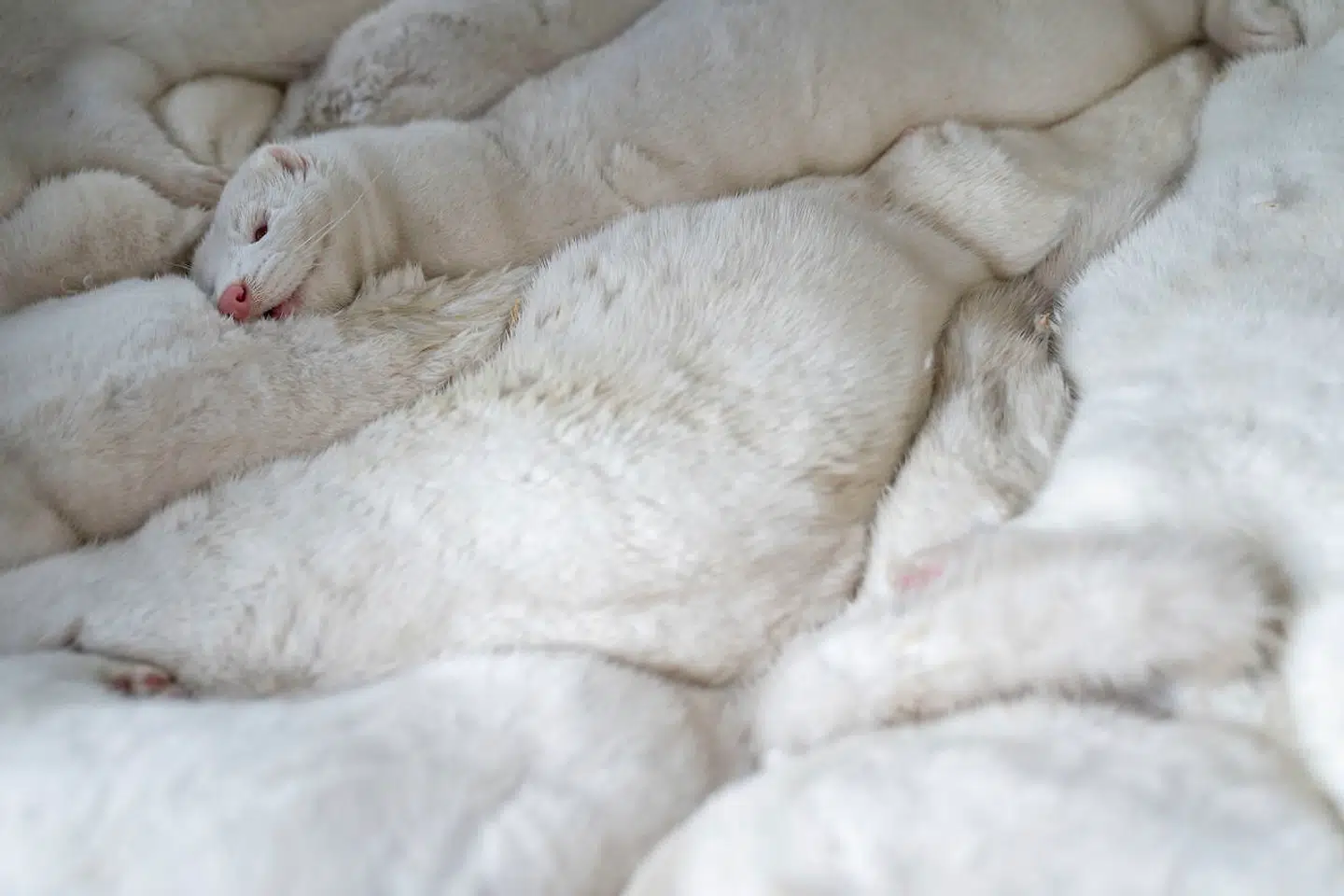 Der er nu aflivet 8,8 millioner mink på coronaramte farme og farme, der ligger inden for en radius af 7,8 kilometer af en smittet besætning.