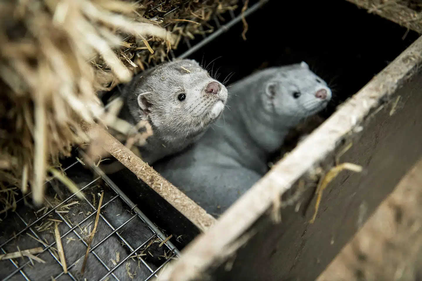 En positiv udvikling i smitten i syv nordjyske kommuner har fået myndighederne til at løsne op for restriktioner og opfordringer før tid.
