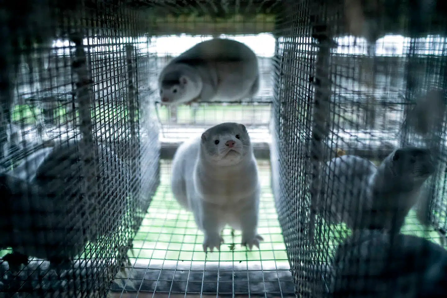 Helt konkret meddelte regeringen onsdag 4. november, at »alle mink i Danmark skal aflives«. 8. november afslørede Berlingske, at lovgivningen ikke er på plads, når det gælder aflivningen af raske dyr på farme mere end 7,8 kilometer fra en smittet besætning. Herefter ændrede regeringen kurs og sagde, at der var tale om »en opfordring« og »en ambition«.