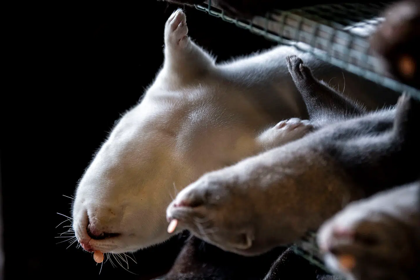 Det kan udgøre en enorm økonomisk forskel for den enkelte minkavler med raske dyr udenfor smittezone, hvis han kan vente med at aflive dyrene til slutningen af november, hvor dyrene har fået vinterpels.