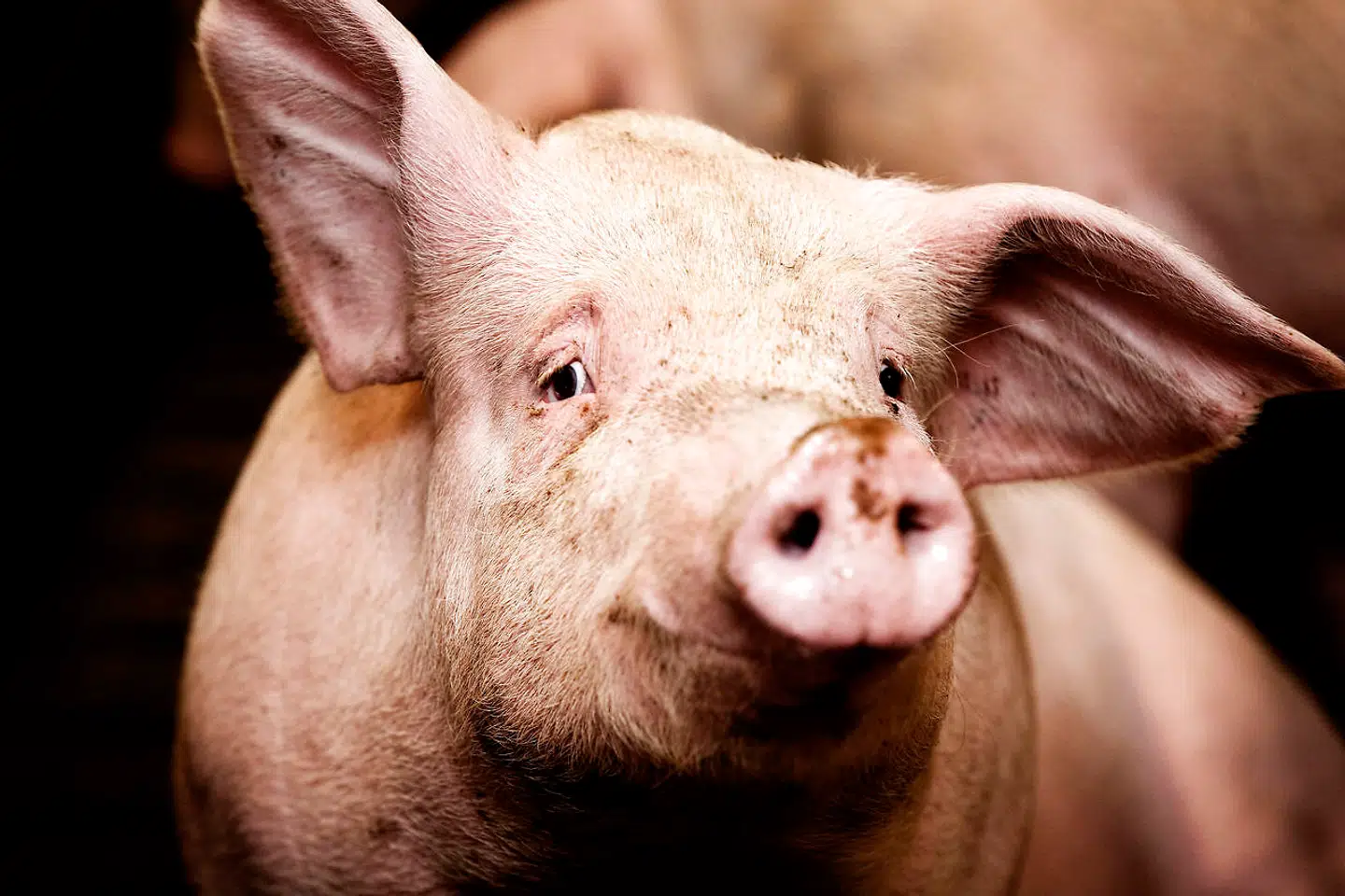 »Vi kunne dyrke meget mindre og få mere natur eller brødføde mange flere mennesker med det, vi dyrker i stedet for at fodre dyr,« skriver Jon Stephensen.