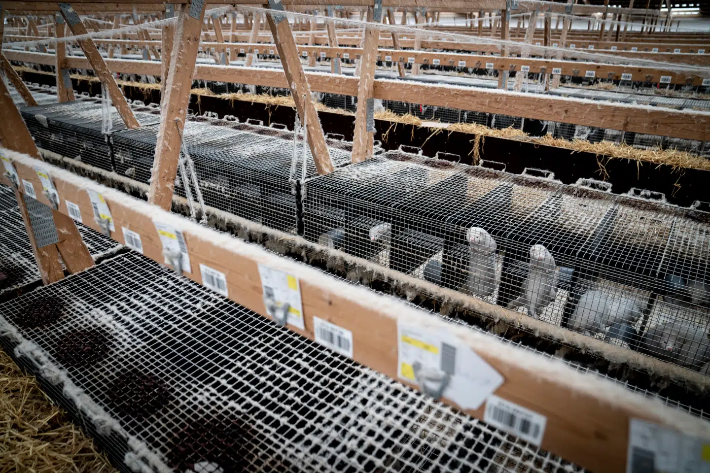 Regeringen har besluttet, at alle danske mink skal aflives. Det kræver dog, at Folketinget stemmer et nyt lovforslag igennem.