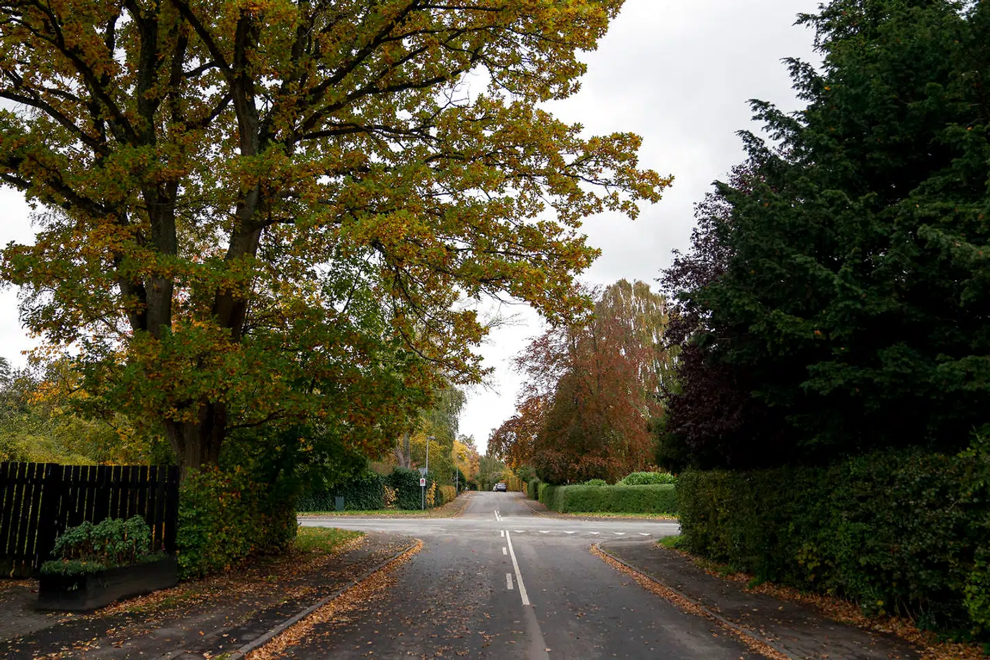 Havebyen i Rungsted er et grønt område med masser af træer og store grunde. Men nu frygter beboere, at området bliver bebygget massivt.