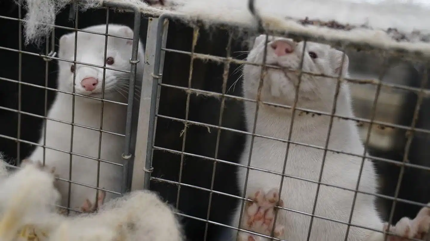 »Tilstedeværelsen af et omfattende reservoir af virus i mink indebærer en alvorlig trussel mod folkesundheden, idet virus spredes fra dyr til mennesker,« skriver SSI i en ny risikovurdering.