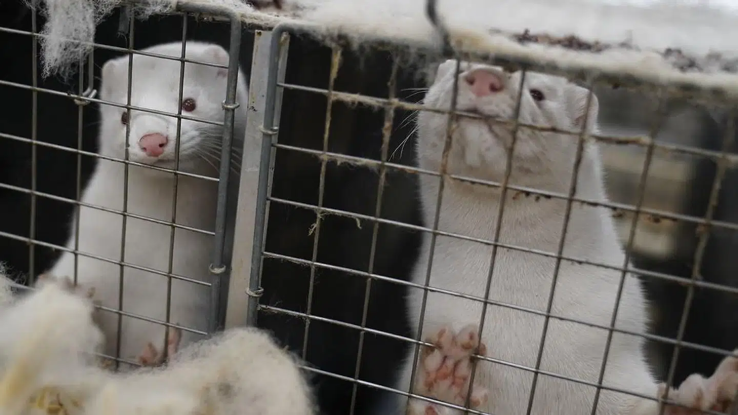 »Tilstedeværelsen af et omfattende reservoir af virus i mink indebærer en alvorlig trussel mod folkesundheden, idet virus spredes fra dyr til mennesker,« skriver SSI i en ny risikovurdering.