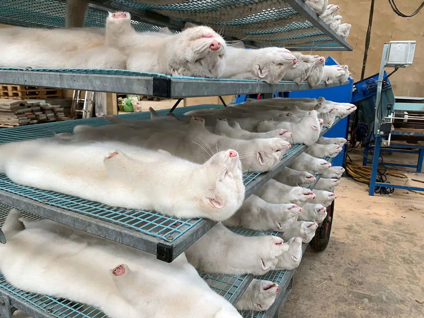 Aflivede mink på en farm nær Sorø. Samtlige 1.100 danske minkfarme skal aflive deres dyr i et forsøg på at standse en ny, muteret variant af coronavirus, som er dukket op i Danmark.