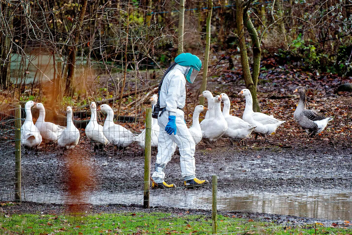 Arkivfoto: Fødevarestyrelsen hæver risikoniveauet for fugleinfluenza i Danmark fra »meget lav« til »høj«.