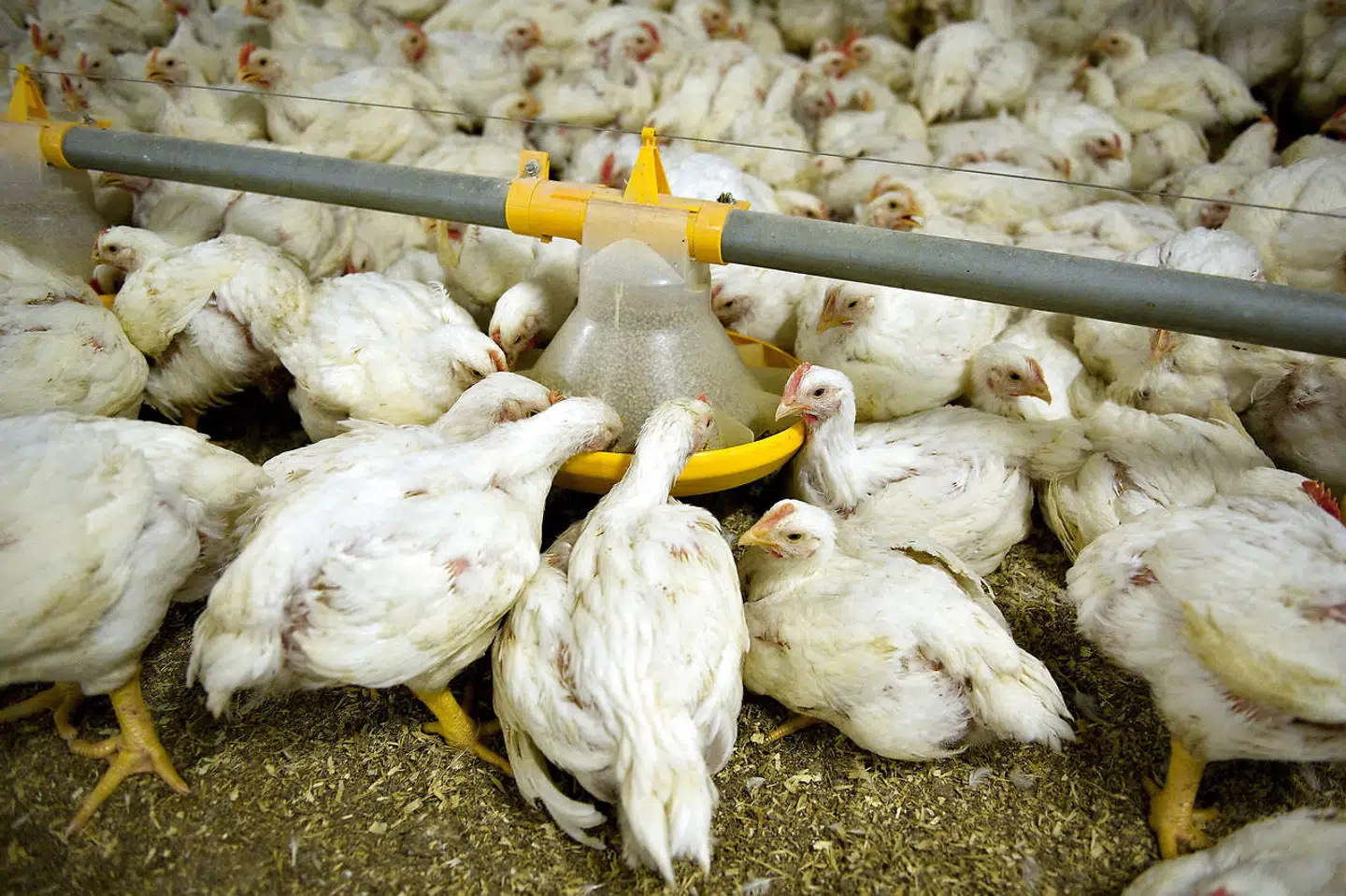 Arkivfoto: Et tilfælde af fugleinfluenza er fundet på en kyllingefarm i Slesvig-Holsten.