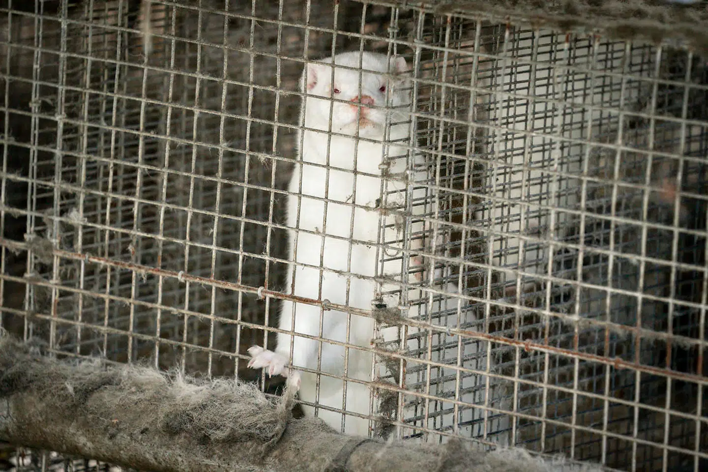 I Danmark findes der omkring to en halv gange flere mink på farme, end der er borgere i kongeriget.