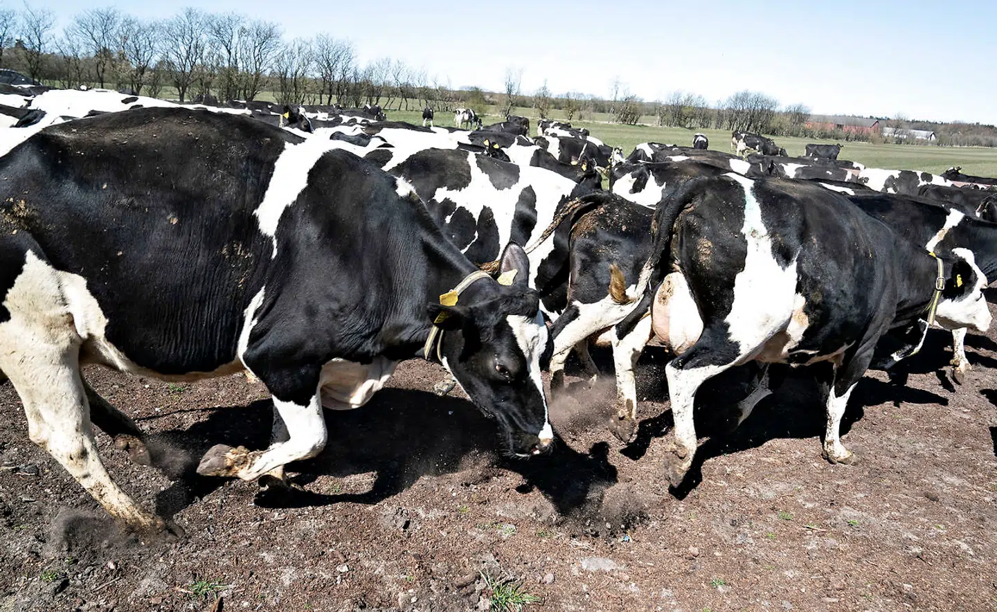 Økologiske køer kommer på græs i april – på grund af coronakrisen skete det i år uden tilskuere.